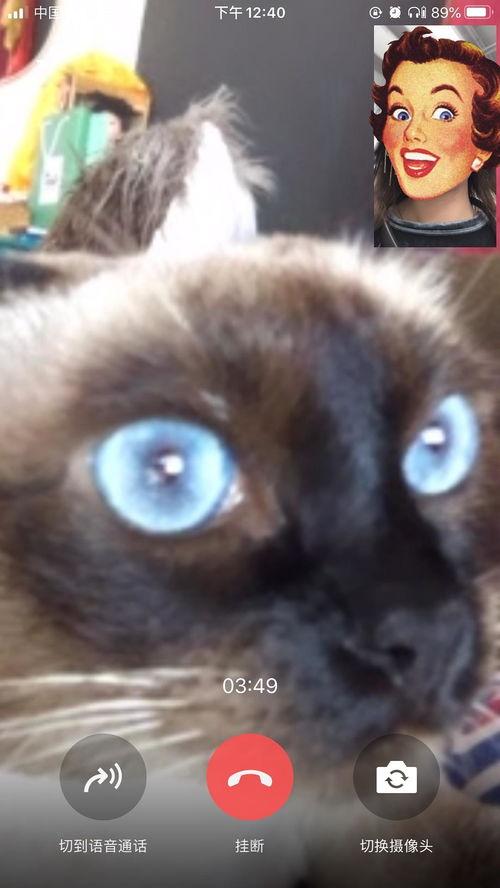 猫脸女孩爆料视频大全最新,揭秘网络红人神秘面纱